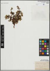 Foto von Salix serpyllifolia Scop.